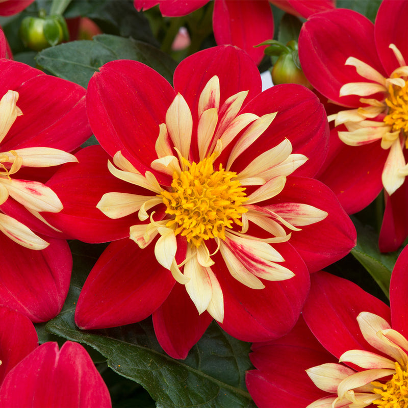 Dahlia Dahlietta Surprise Cindy 2 Litre