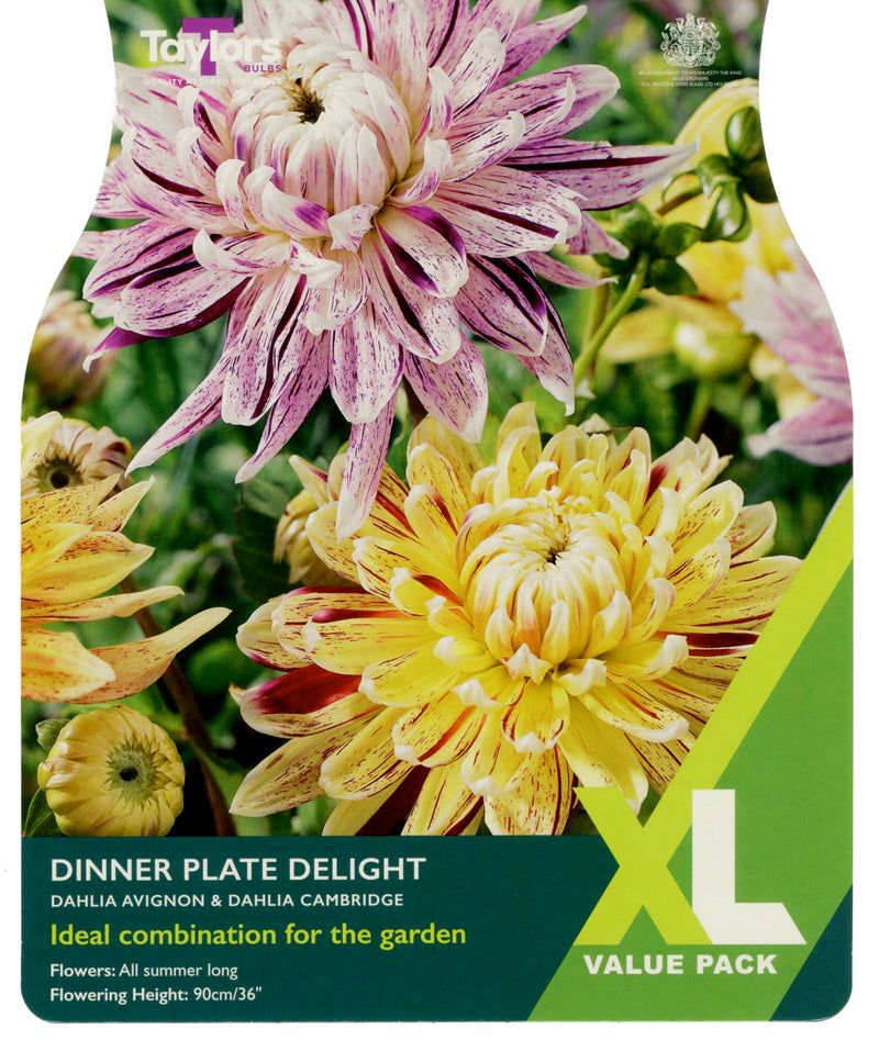 Dahlia Dinner Plate Delight 2 Bulbs Per Pack