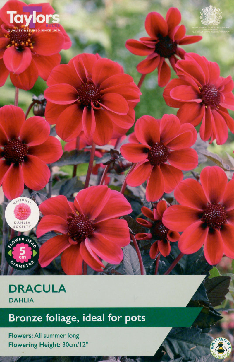 Dahlia Dracula 1 Bulb Per Pack