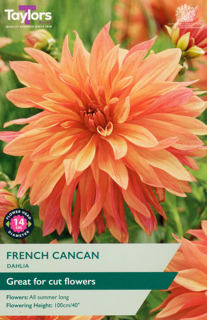 Dahlia French Cancan 1 Bulb Per Pack