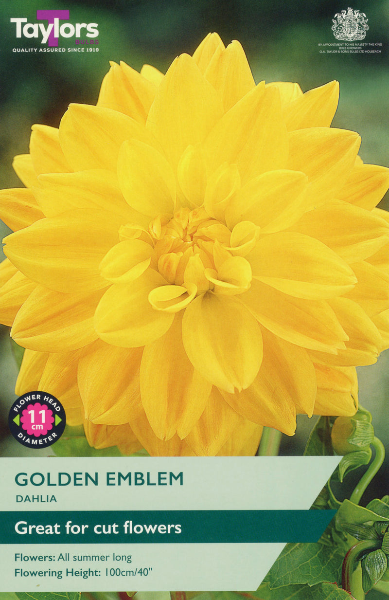 Dahlia Golden Emblem 1 Bulb Per Pack