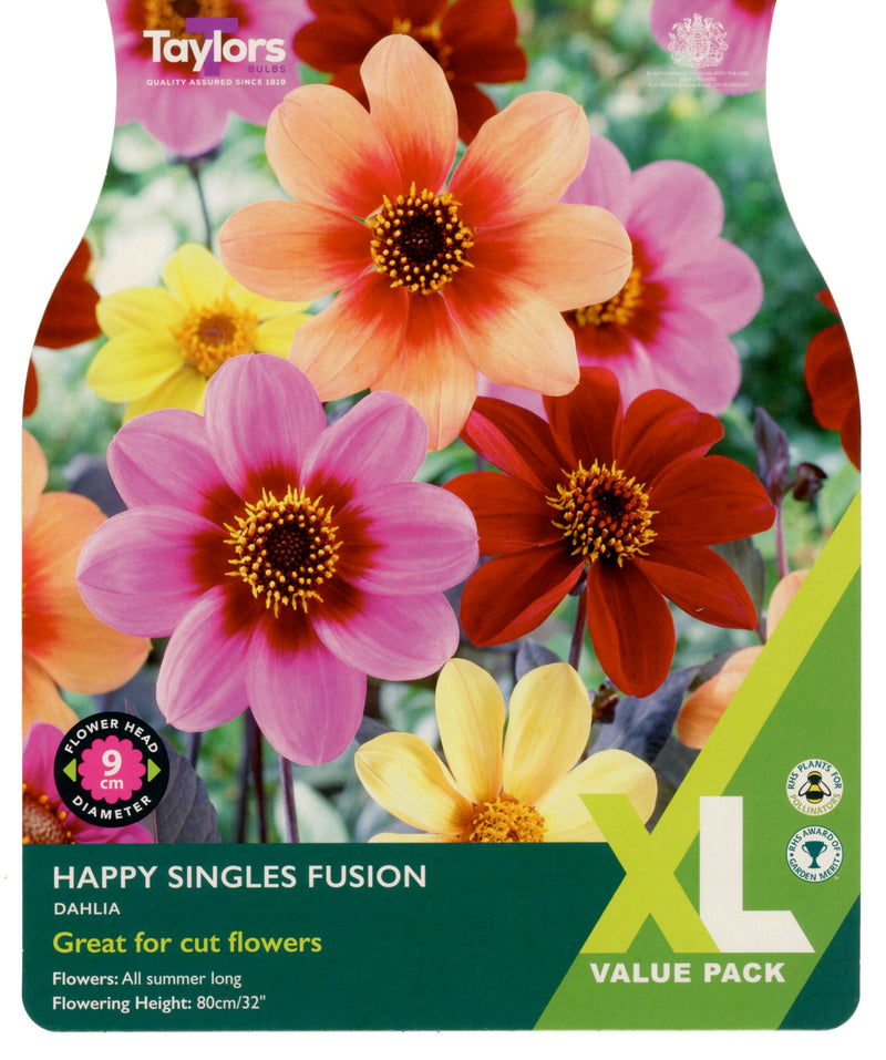 Dahlia Happy Singles Fusion 2 Bulbs Per Pack