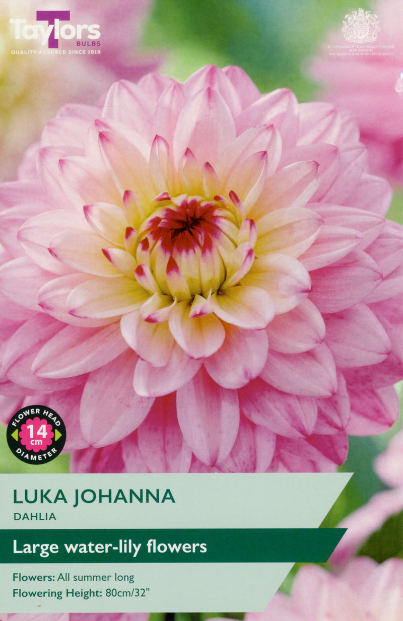 Dahlia Luka Johanna 1 Bulbs Per Pack