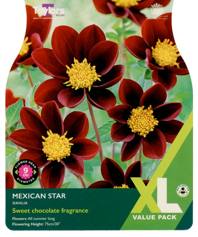 Dahlia Bulbs