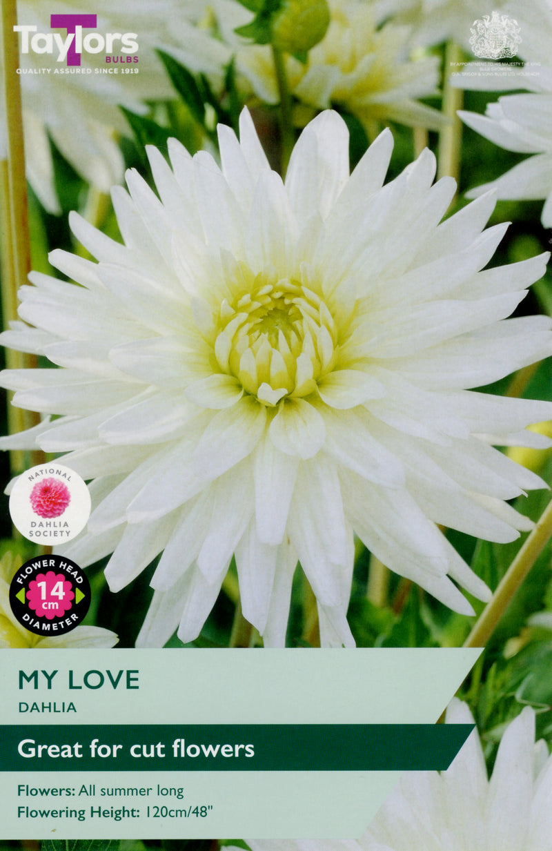Dahlia My Love 1 Bulb Per Pack