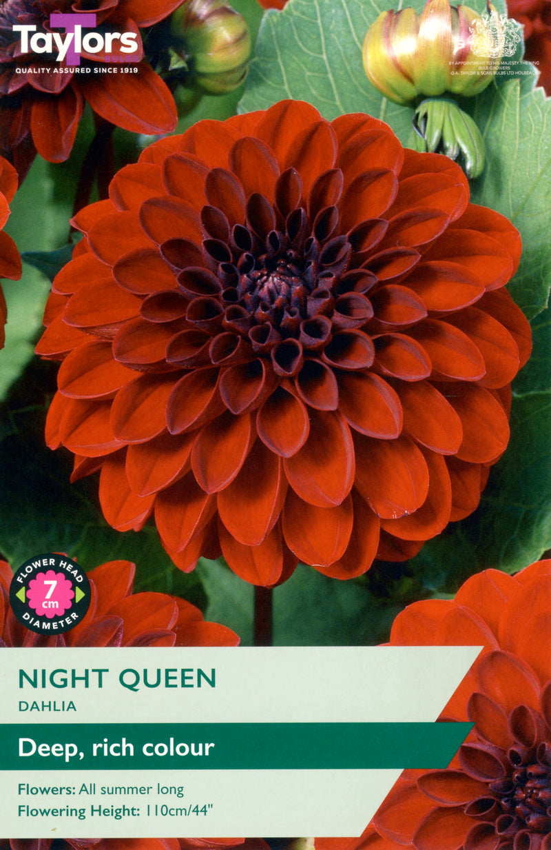 Dahlia Night Queen 1 Bulb Per Pack