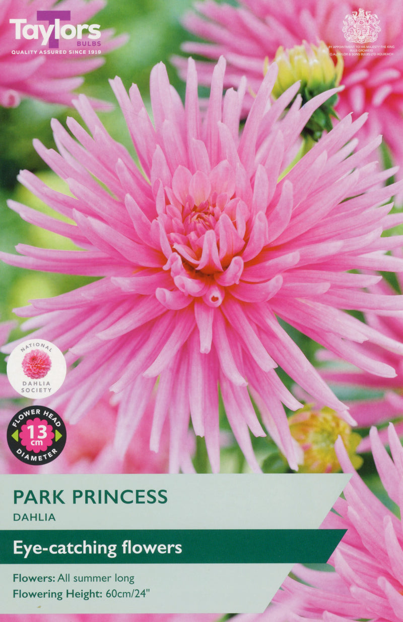 Dahlia Park Princess 1 Bulb Per Pack