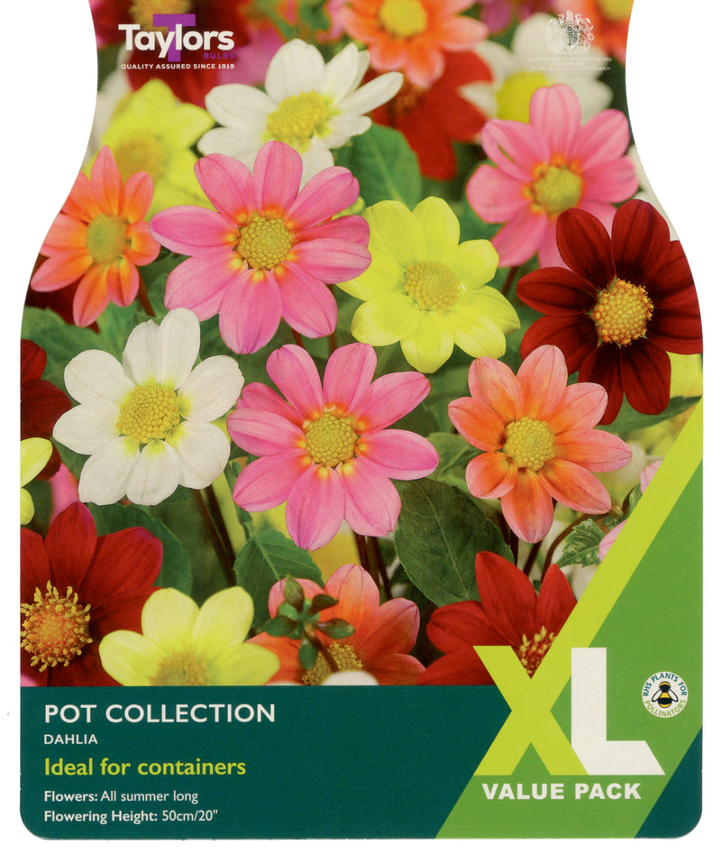 Dahlia Pot Collection 2 Bulb Per Pack