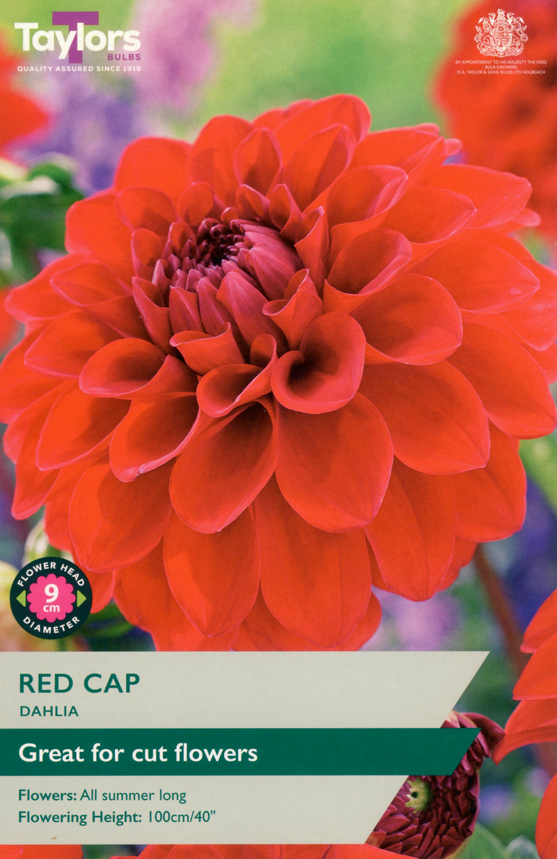 Dahlia Red Cap 1 Bulbs Per Pack