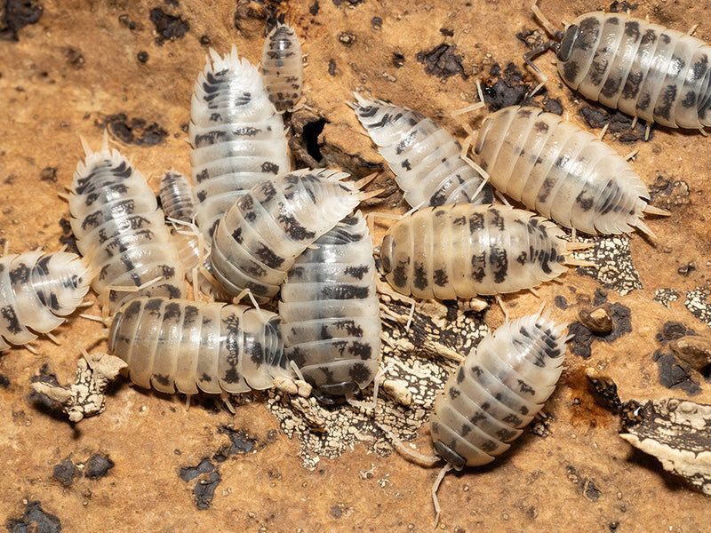 Dairy Cow Isopod 10 Pack