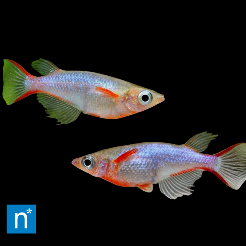 Daisy's Blue Ricefish | Oryzias woworae