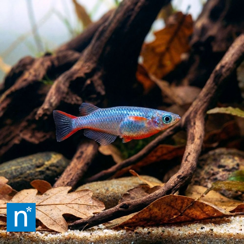 Daisy's Blue Ricefish | Oryzias woworae