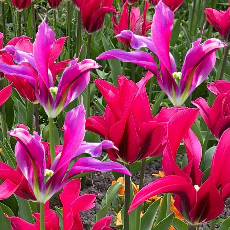 Tulip 'Dancing Dolls' (18 Pack)