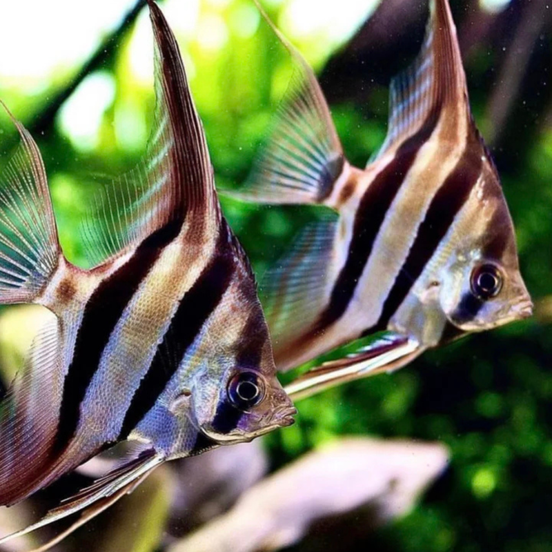 Dantume Wild-Form Altum Angelfish | Pterophyllum altum (2–3cm)
