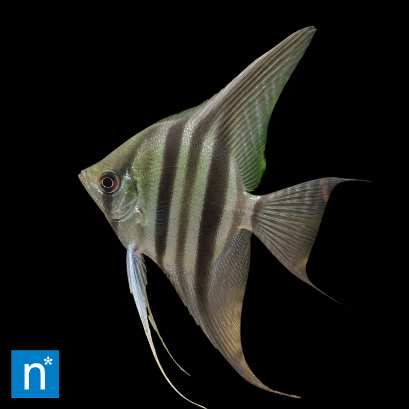 Dantume Wild-Form Altum Angelfish | Pterophyllum altum (2–3cm)