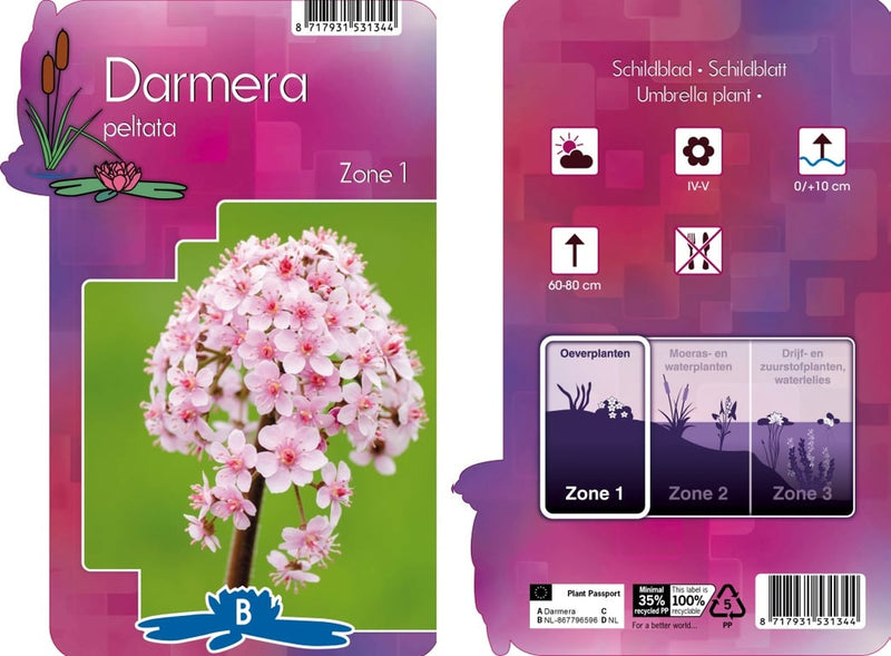 Darmera peltata | Umbrella Plant P9