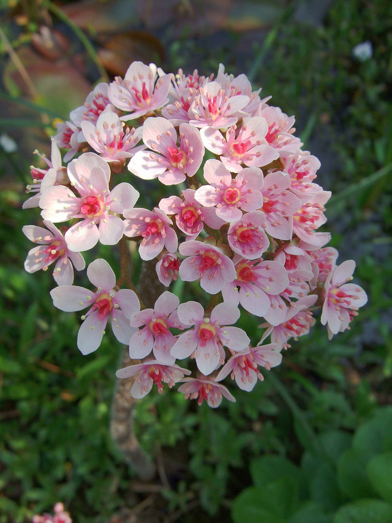 Darmera peltata | Umbrella Plant P9