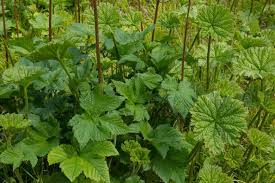 Darmera peltata | Umbrella Plant P9