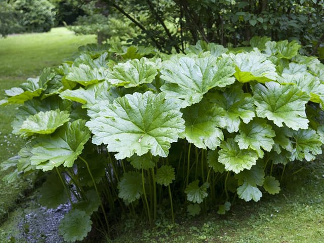 Darmera peltata | Umbrella Plant P9