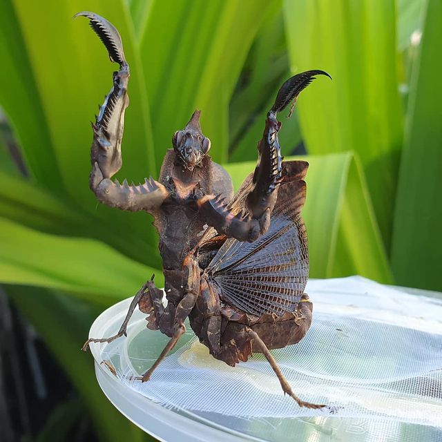 Darth Vader Mantis | Parablepharis kuhlii asiatica