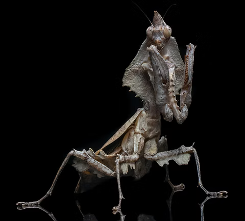 Darth Vader Mantis | Parablepharis kuhlii asiatica