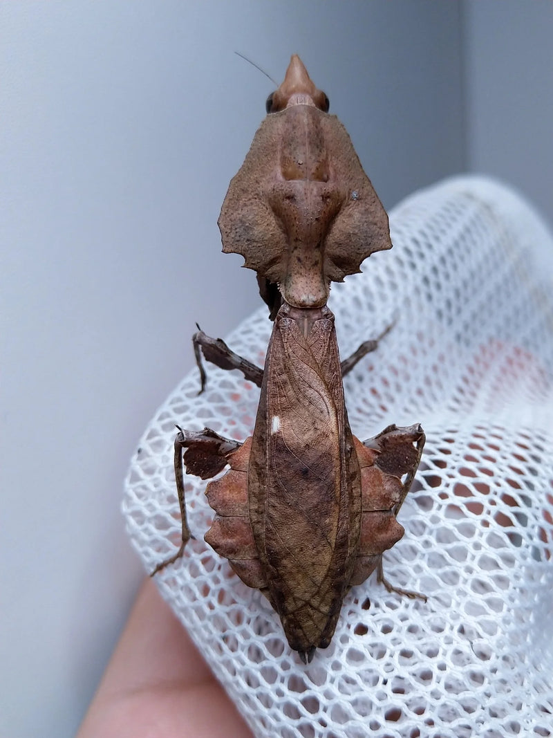 Darth Vader Mantis | Parablepharis kuhlii asiatica