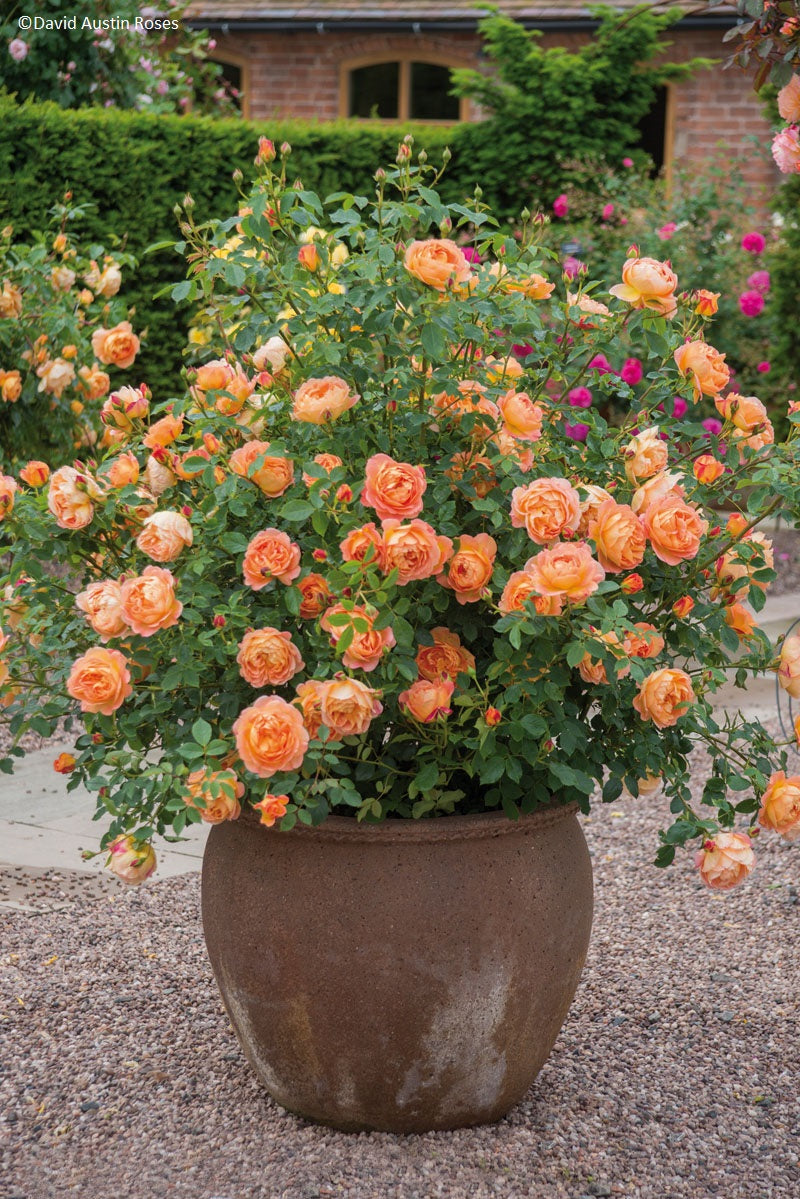 Newsflash Climbing Rose 4.5 Litre