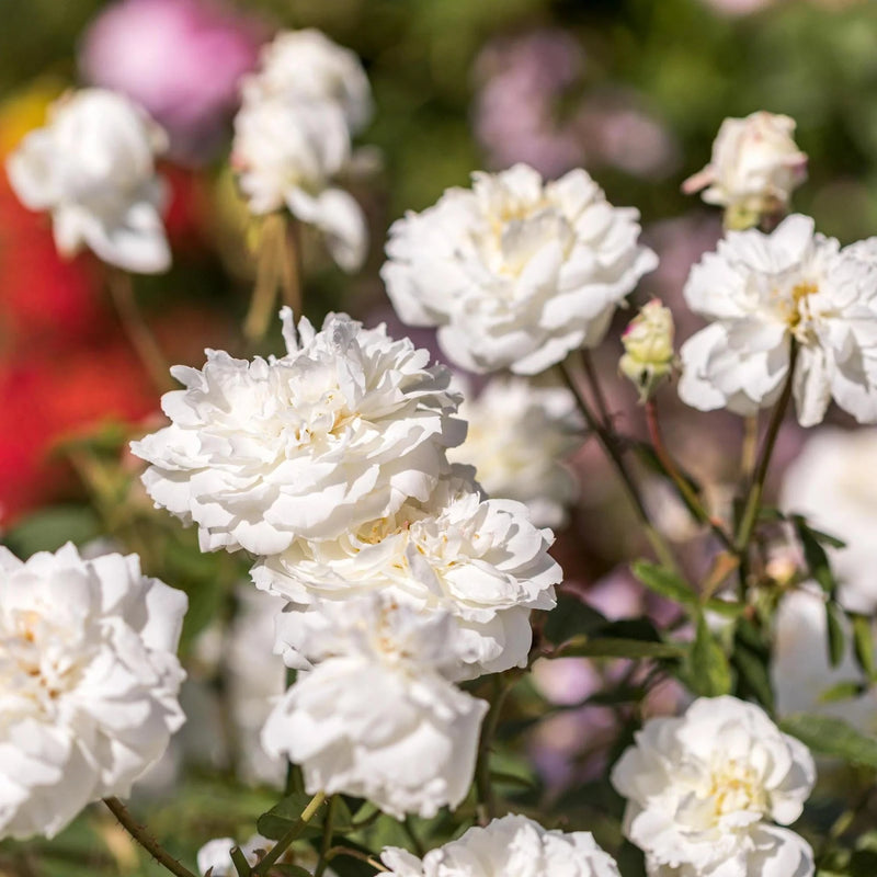 David Austin Fragrant Rose 'Susan Williams-Ellis' 6 Litre