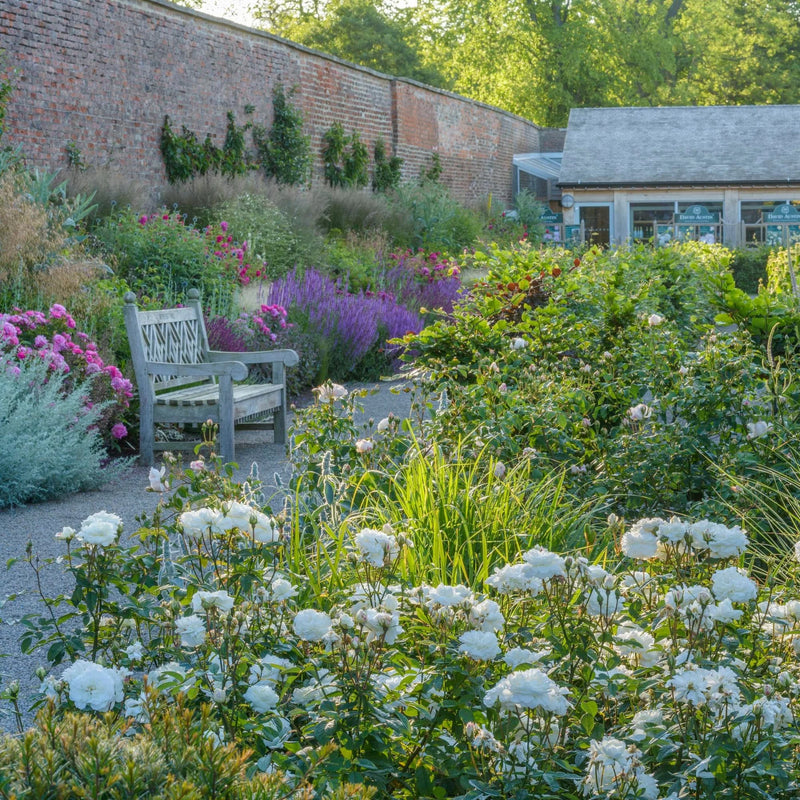 David Austin Fragrant Rose 'Susan Williams-Ellis' 6 Litre