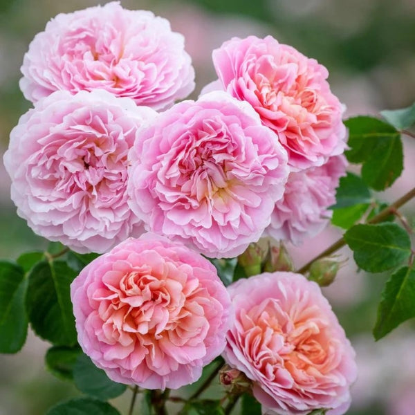 Buy Fragrant Roses | Hybrid Teas | Climbing Roses | Floribunda Roses ...
