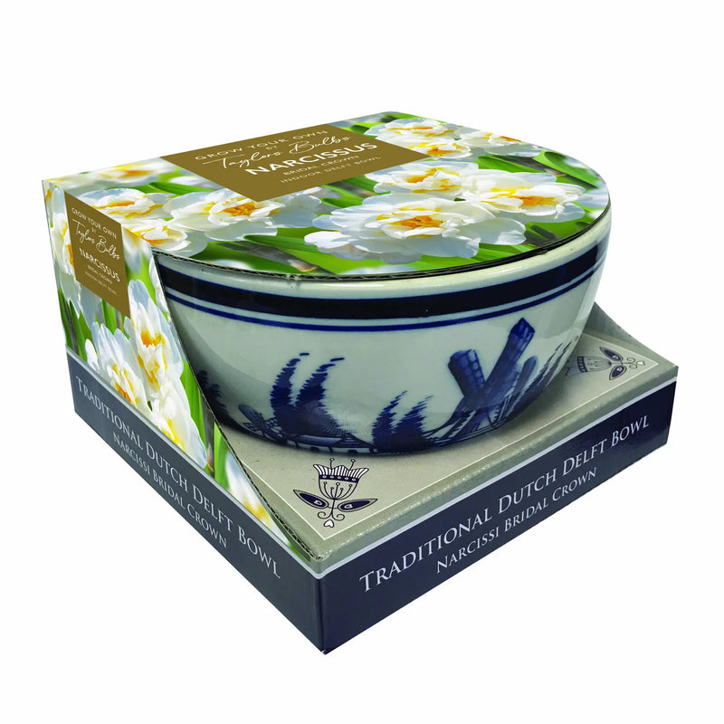 Daffodil Narissus Delft Bowl 'Bridal Crown'