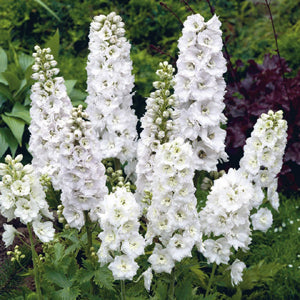 Delphinium Magic Fountain White 2L