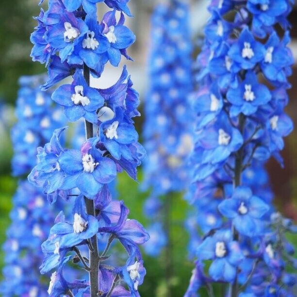 Delphinium Blue Bird Group 9cm