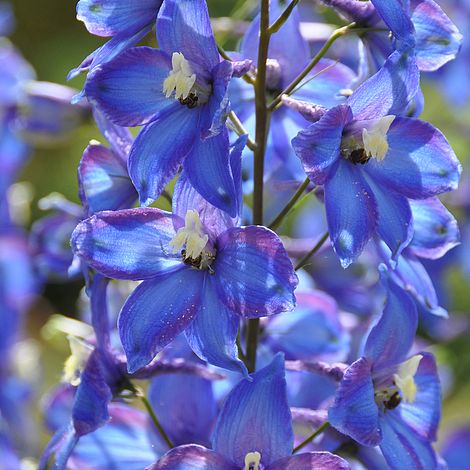 Delphinium Blue Bird Group 9cm