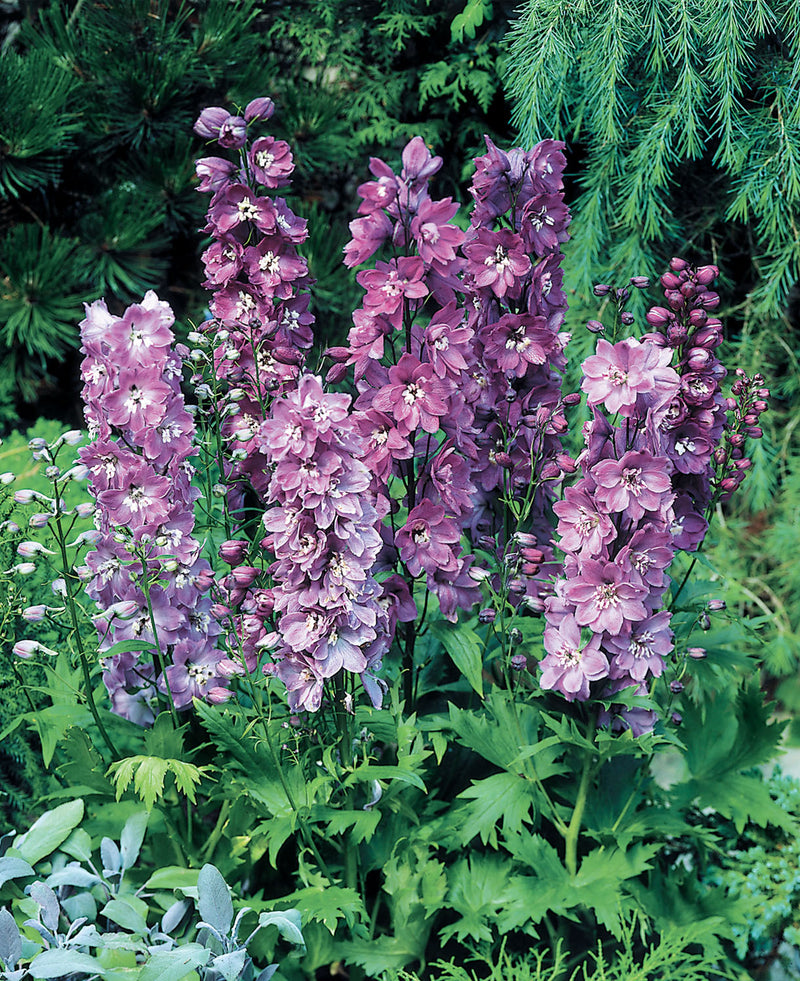 Delphinium 'Magic Fountains'