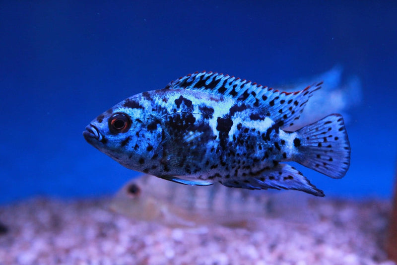 Electric Blue Jack Dempsey Medium