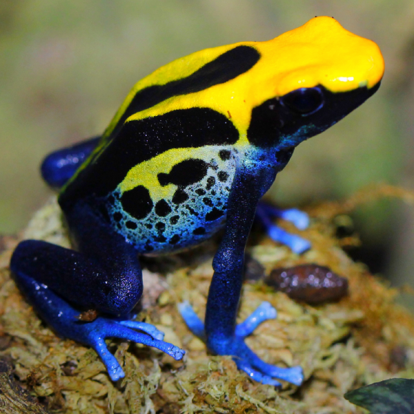 Dendrobates tinctorius Brazil Dart Frog