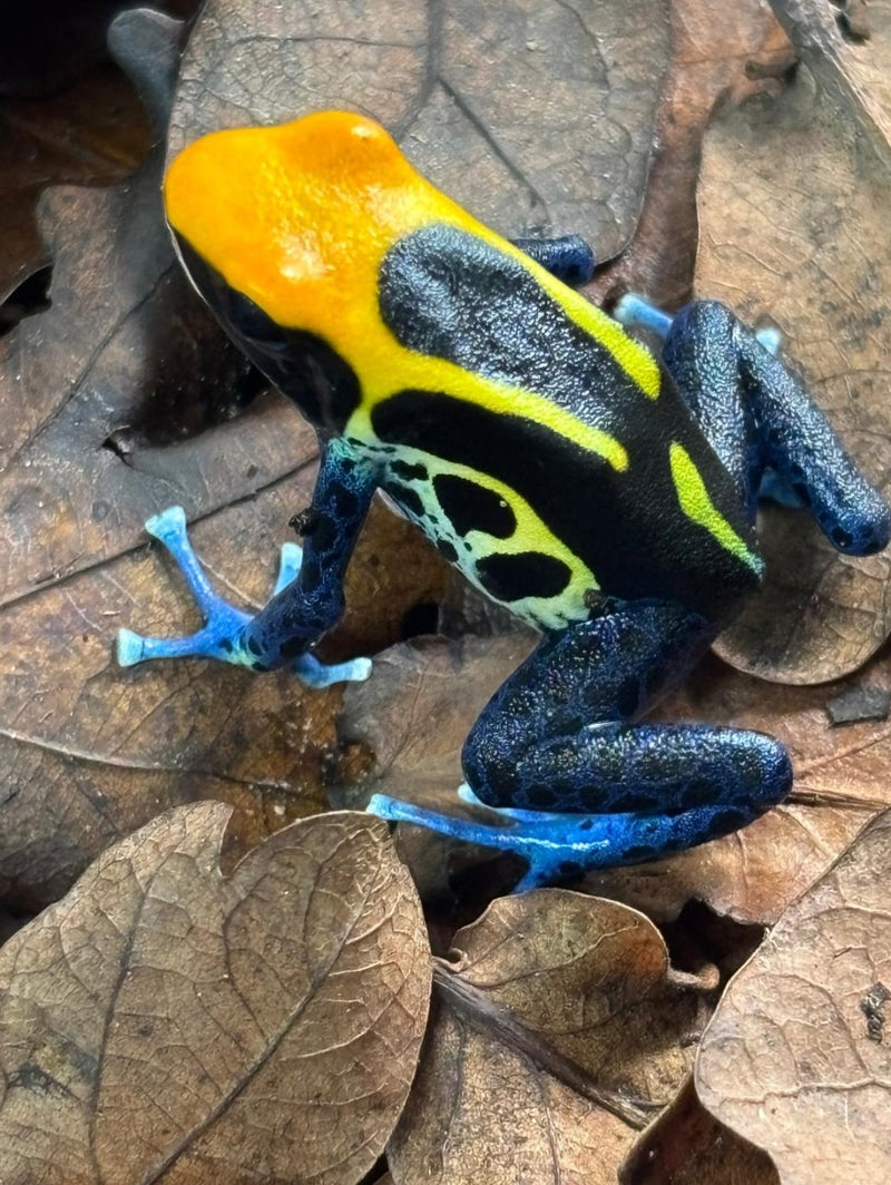 Dendrobates tinctorius Brazil Dart Frog