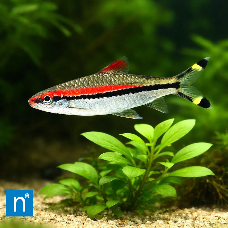 Denison Barb | Sahyadria denisonii