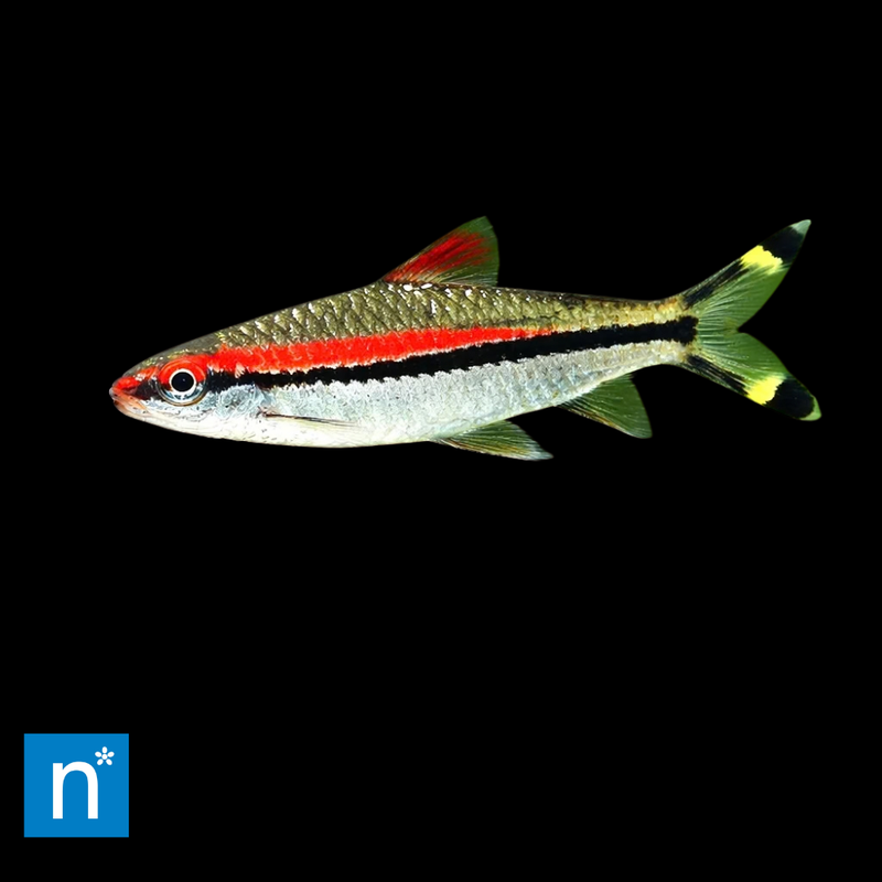 Denison Barb | Sahyadria denisonii