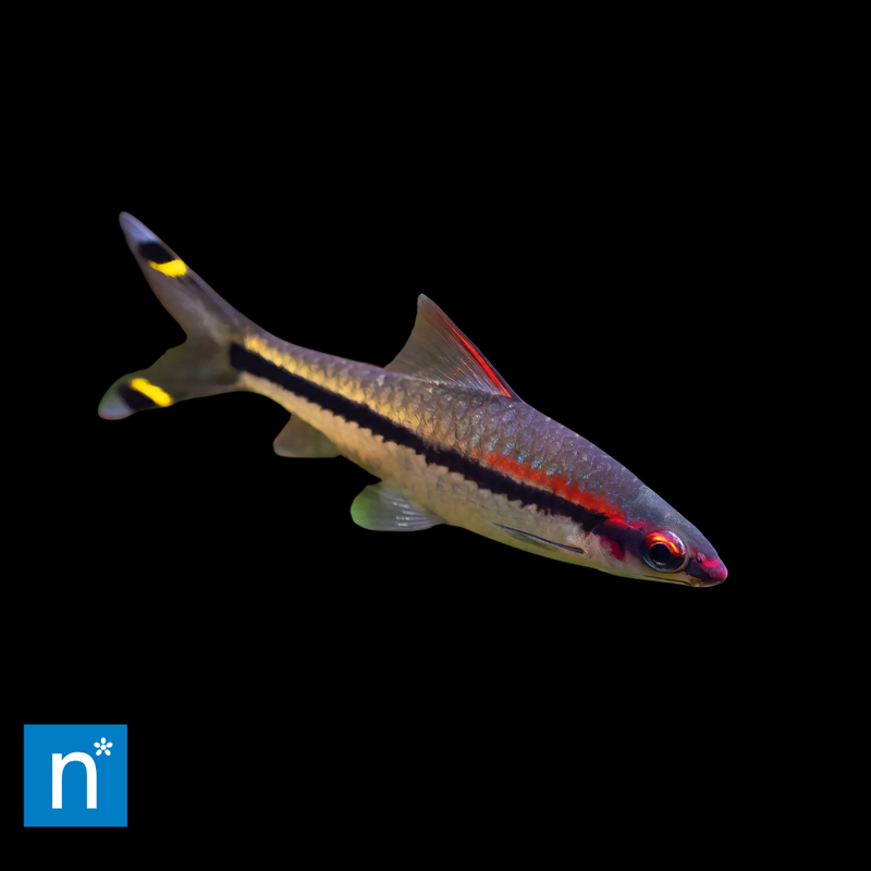 Denison Barb | Sahyadria denisonii