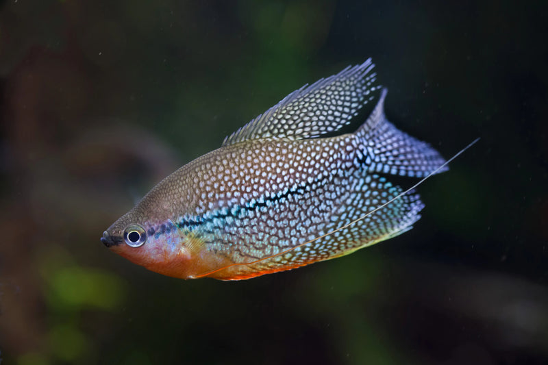 Pearl Gourami Medium Large