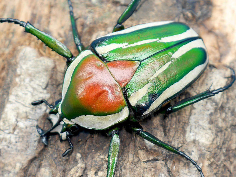 Derby's Flower Beetle (Dicronorhina derbyana) Larva Newlands Garden Centre Derby's Flower Beetle (Dicronorhina derbyana) Larva Newlands Garden Centre