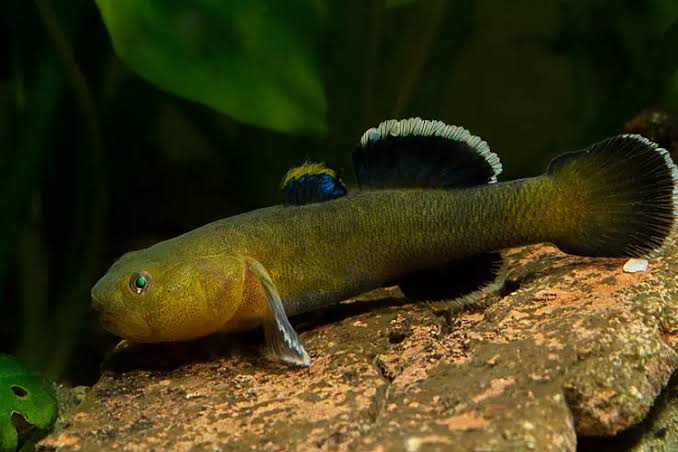 Desert Goby | Chlamydogobius eremius 4.5-5cm