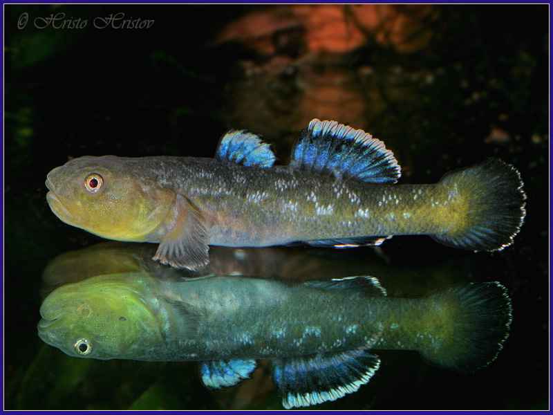 Desert Goby | Chlamydogobius eremius 4.5-5cm