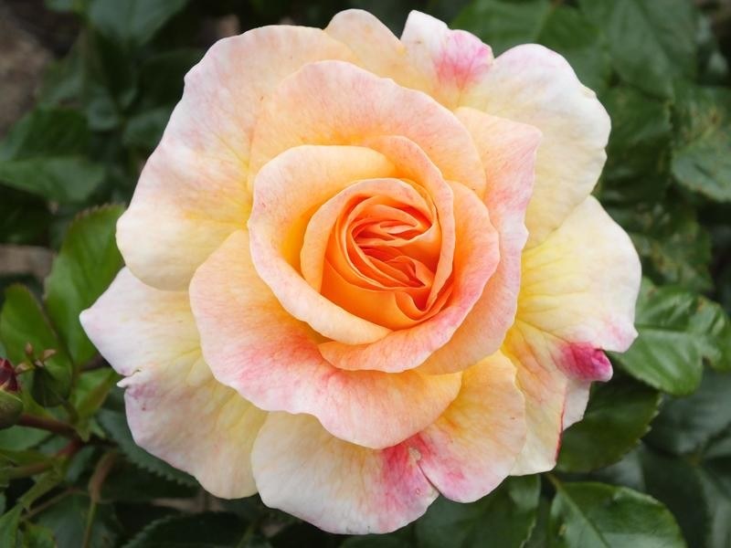 Rosa Designer Sunset Patio Rose 3.5 Litre