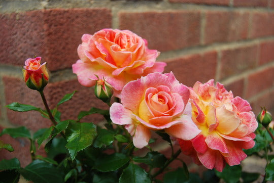 Rosa Designer Sunset Patio Rose 3.5 Litre