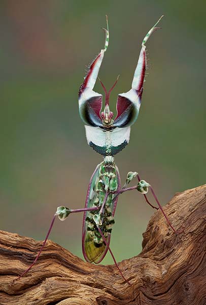 Devil's Flower Mantis | Idolomantis diabolica