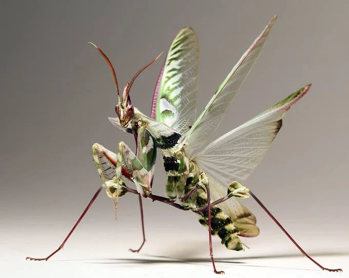 Devil's Flower Mantis | Idolomantis diabolica