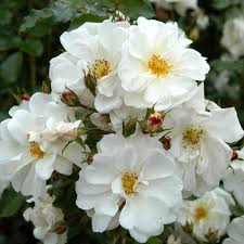 Diamant Ground Cover Rose 3 Litre